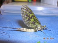 5-30-07 green drake.jpg