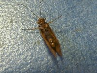 4-7-2010 Apataniidae (Early Smoky Wing Sedges) (2).jpg