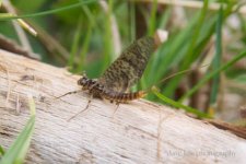 March Brown Dave K.jpg