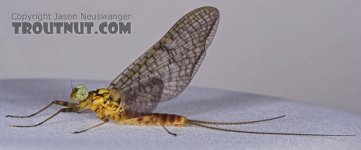 March Brown 1.jpg