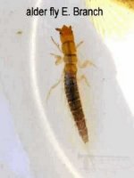alder fly3.jpg