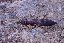 Muddy Creek Stonefly.JPG