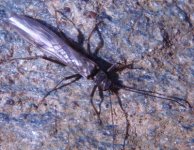 MC stonefly.JPG