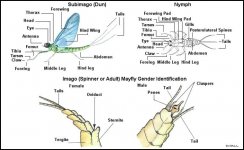 mayanat.jpg