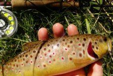 IMG_20120909_120652-1.jpg
