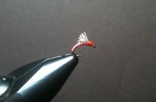 Hot Orange Serendipity.jpg