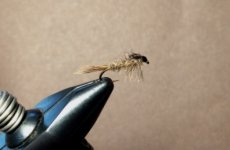 Sulphur nymph .JPG