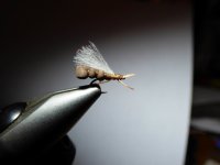 Foam Body Winged Ant.jpg