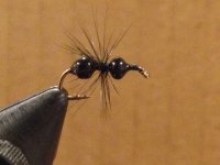 Black Sinking Ant 2.jpg