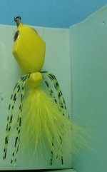 Yellow Spider.JPG