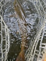 IMG_2665.jpeg