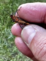 IMG_2906.jpeg