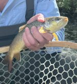 IMG_0061.jpeg