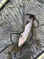 IMG_1271.jpeg