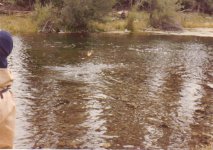 Jumping trout.jpg