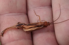 octcaddis.png