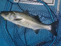 IMG_1568.jpeg