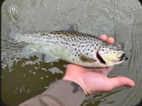 IMG_3591.jpeg