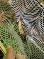 tigertrout_smaller.jpg