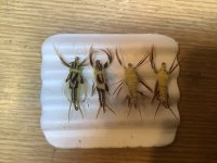 IMG_0062.jpeg