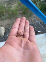 IMG_0745.jpeg