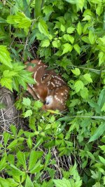 IMG_9336.jpeg