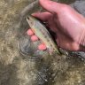 3wt7X