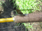FishingFreak