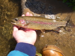 1fish