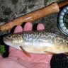 WildTigerTrout