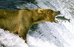 bearfisherman