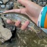Trails and trout