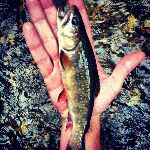 IneFishent