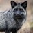 silverfox