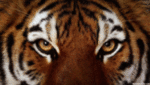 Tigereye