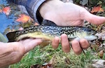 Out4Trout