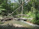wildtrout2
