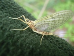 Stenonema
