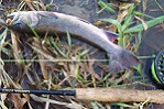 PSUFishMenace