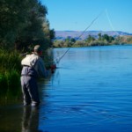 RichFishbelt