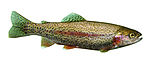 trout624