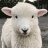 SleepySheep