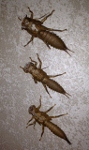 lv2nymph