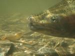flyfisherman22