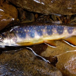 2010-12-31 LR 6.JPG