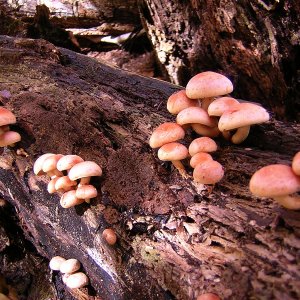2009-10-25 Streamside Fungus.JPG