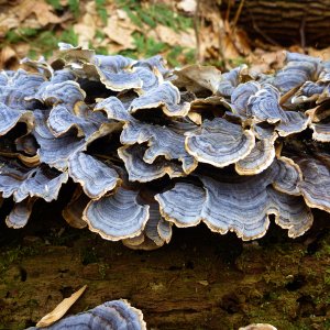 2014-03-29 Streamside Fungus.JPG