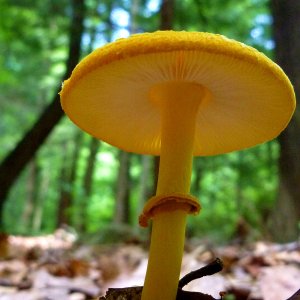 2014-07-12 Streamside Fungus.JPG