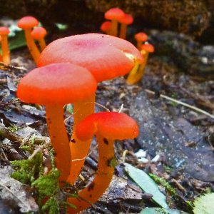 2017-09-07 Streamside Fungus.JPG
