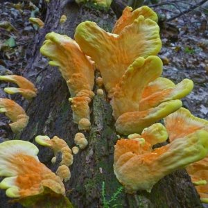 2021-09-13 Streamside Fungus.JPG